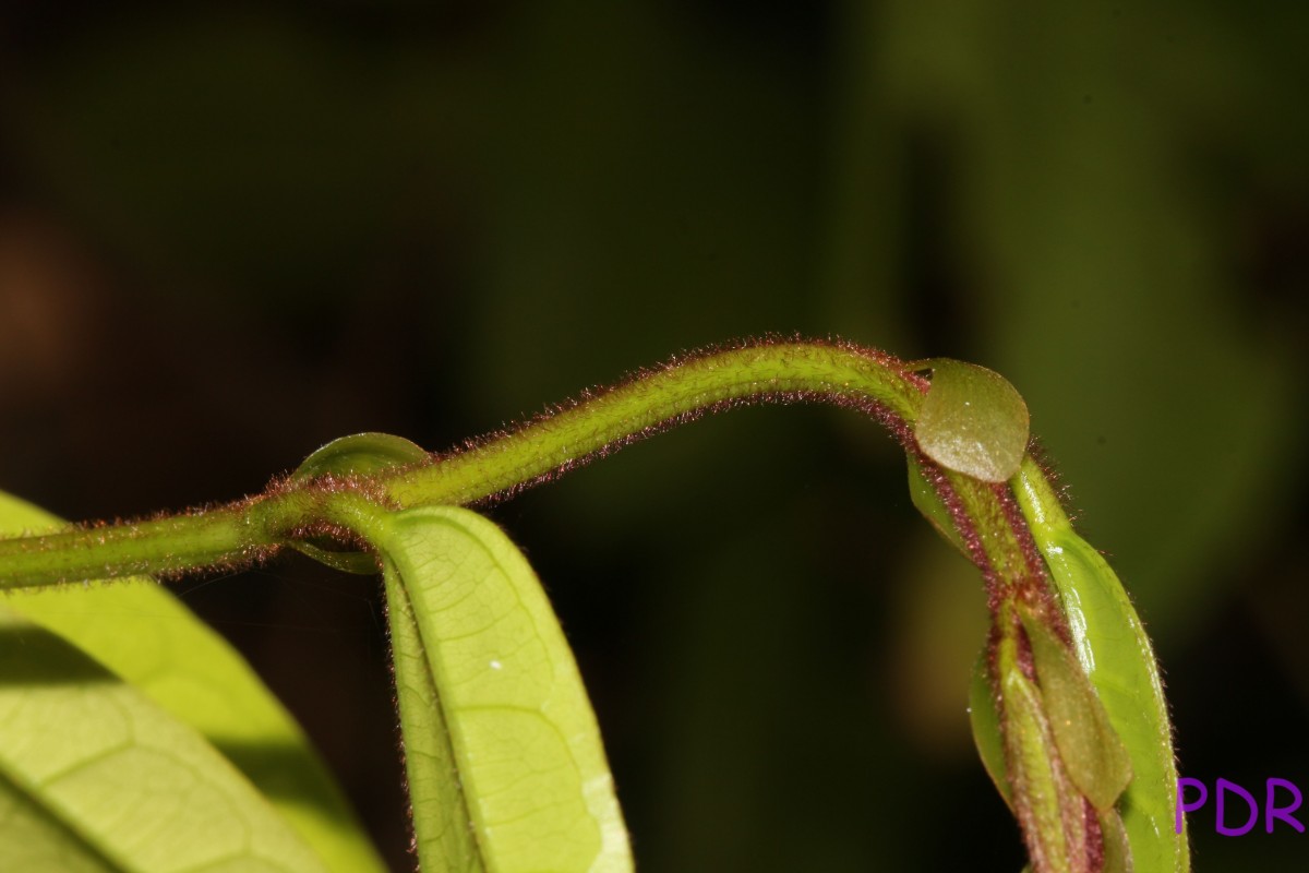 Phanera kockiana (Korth.) Benth.